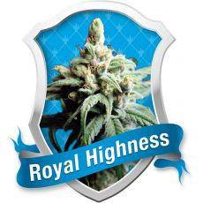 Royal Highness CBD Feminisiert