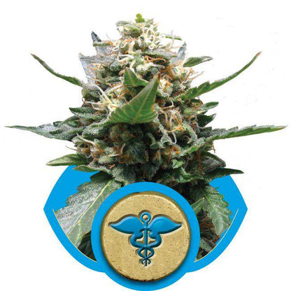 Royal Medic CBD Feminisiert