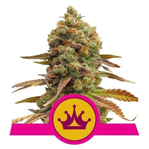 Skunk XL Feminisiert