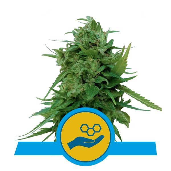 Solomatic CBD Auto Feminisiert