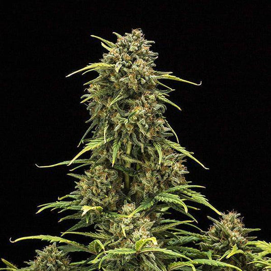 Sweet Skunk Auto Feminisiert