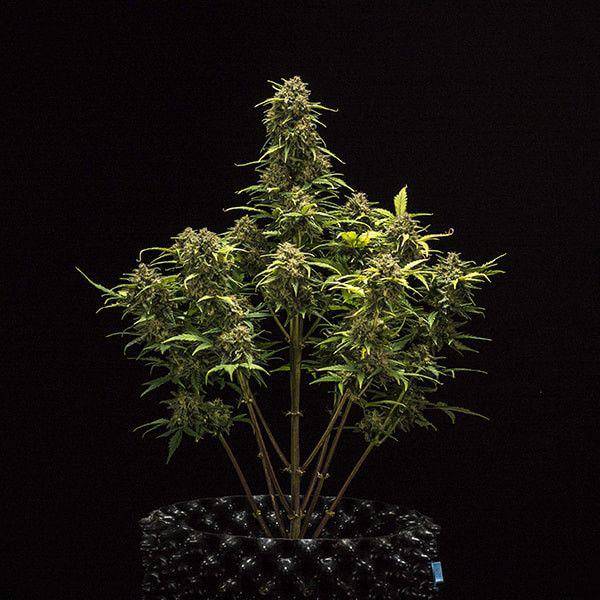 Sweet Skunk Auto Feminisiert