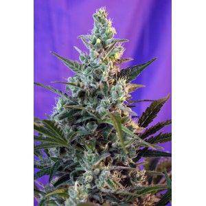 Sweet Skunk Auto Feminisiert