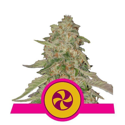 Sweet ZZ (ehemals Sweet Zkittlez) Feminisiert