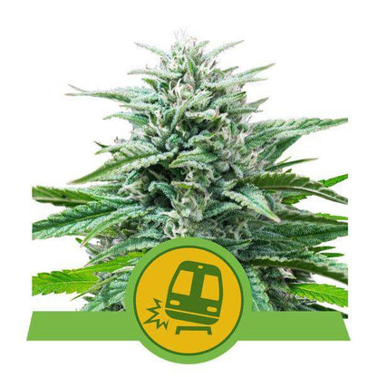 Trainwreck Auto Feminisiert