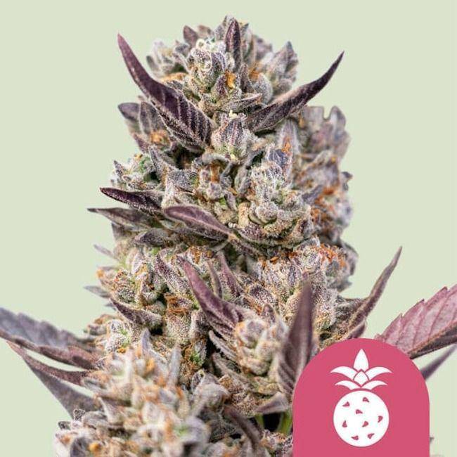 Tropicana Cookies Purple Feminisiert