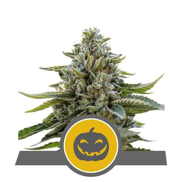 Pumpkin Kush Regulär