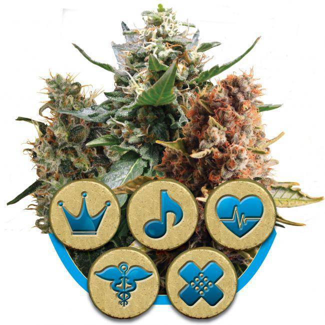 Medical Mix CBD Feminisiert