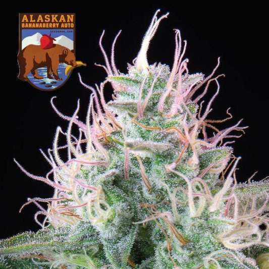 Alaskan Bananaberry Auto Feminisiert