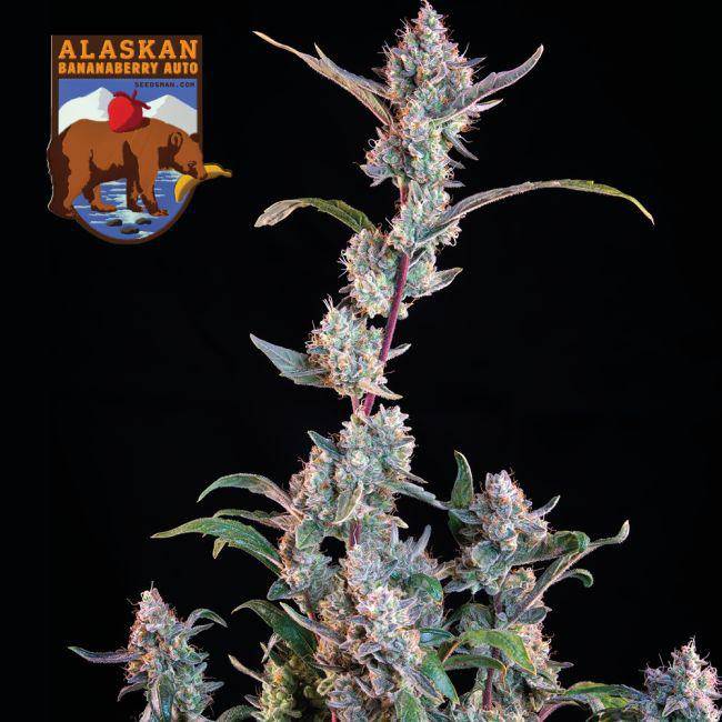 Alaskan Bananaberry Auto Feminisiert