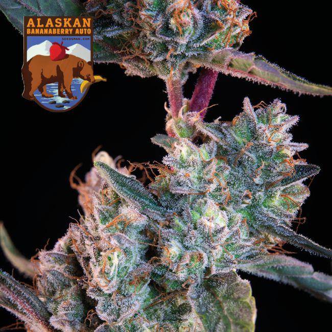 Alaskan Bananaberry Auto Feminisiert