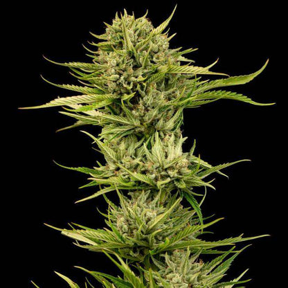 Blueberry Pie F1 FAST Feminisiert