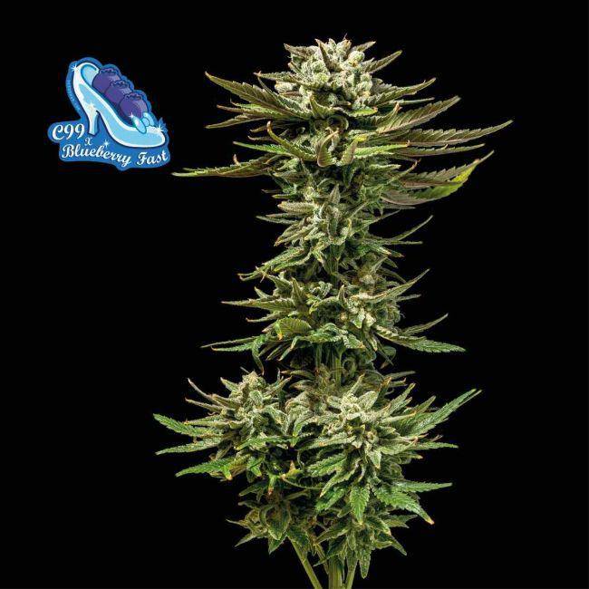 C99 x Blueberry FAST Feminisiert