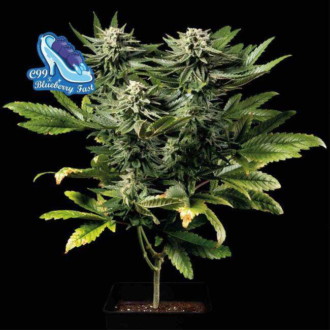 C99 x Blueberry FAST Feminisiert