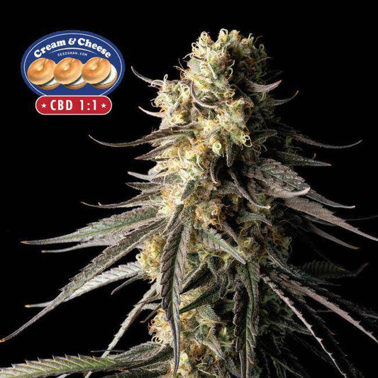 Cream & Cheese CBD 1:1 Feminisiert