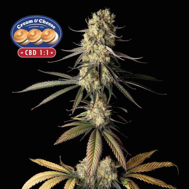 Cream & Cheese CBD 1:1 Feminisiert