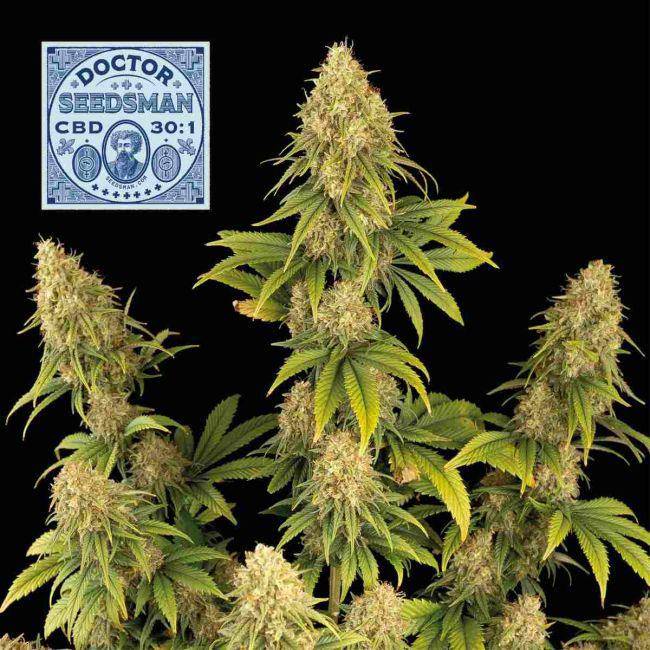 Doctor Seedsman CBD 30:1 Feminisiert