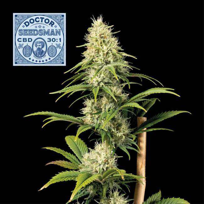 Doctor Seedsman CBD 30:1 Feminisiert