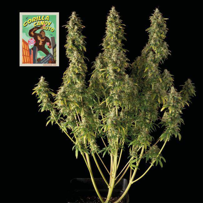 Gorilla Candy Auto Feminisiert