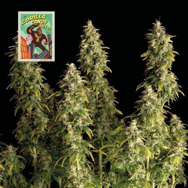 Gorilla Candy Auto Feminisiert