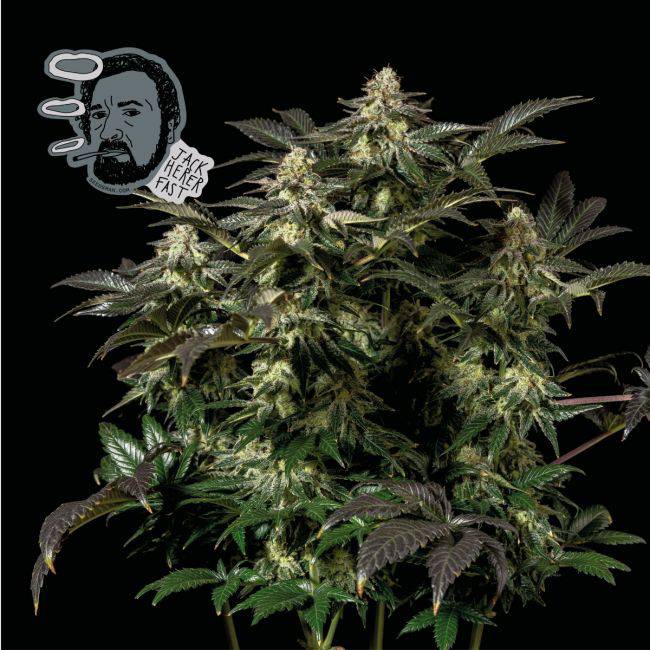 Jack Herer FAST Feminisiert