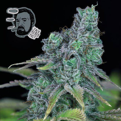 Jack Herer FAST Feminisiert