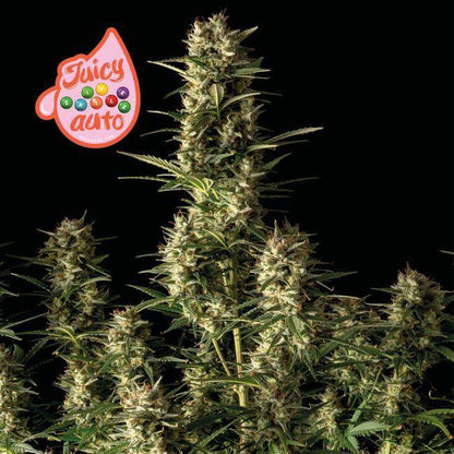 Juicy Zkittlez Auto Feminisiert