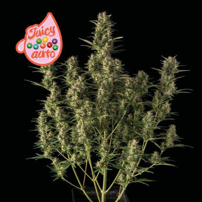 Juicy Zkittlez Auto Feminisiert