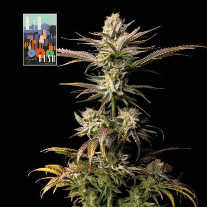 L.A. Peyote Kush Feminisiert