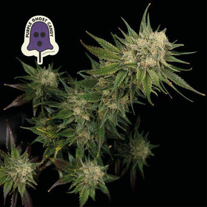 Purple Ghost Candy Feminisiert