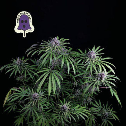 Purple Ghost Candy Feminisiert