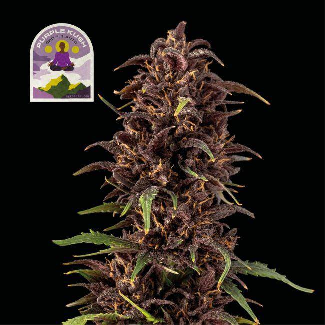 Purple Kush CBD Auto 1:1 Feminisiert