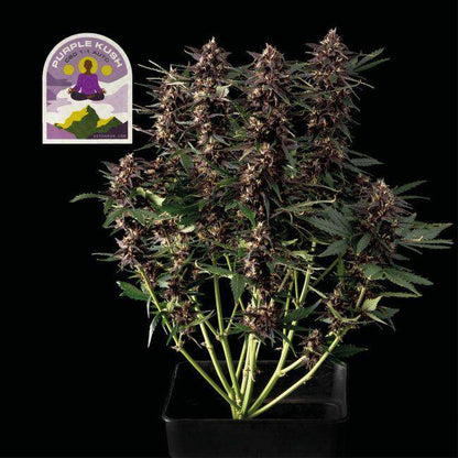 Purple Kush CBD Auto 1:1 Feminisiert