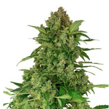 Black Lights CBD Auto Feminisiert