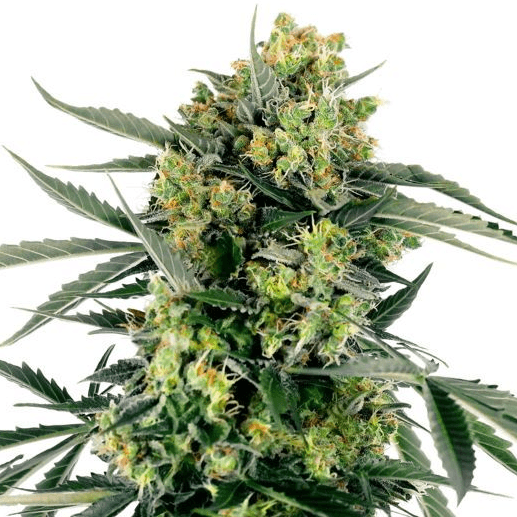 Blueberry Zkittlez Auto Feminisiert