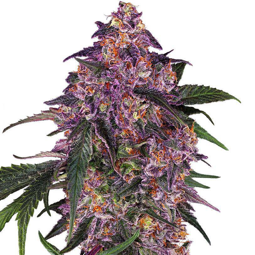 Purple Cookie Kush Feminisiert