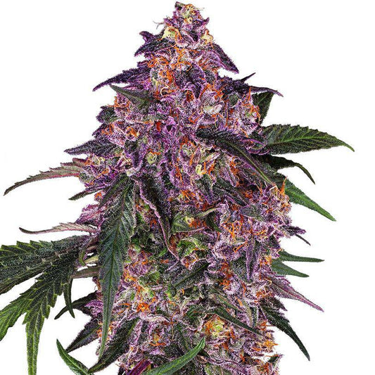 Purple Cookie Kush Feminisiert