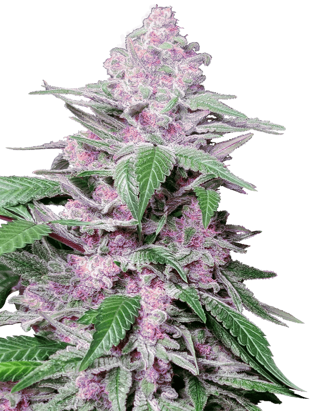 Purple Cookie Kush Feminisiert