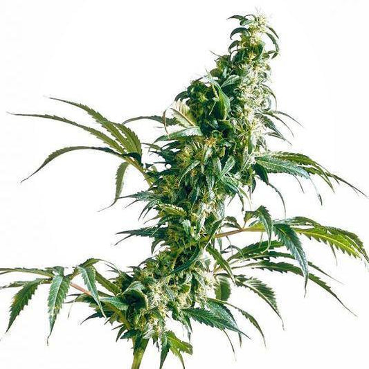 Mexican Sativa Regulär