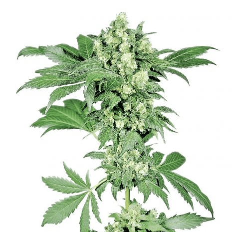 Afghani #1 Feminisiert