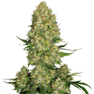 Alpine Delight CBD 30:1 Auto Feminisiert