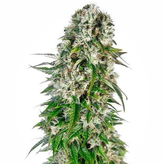 Big Bud Auto Feminisiert