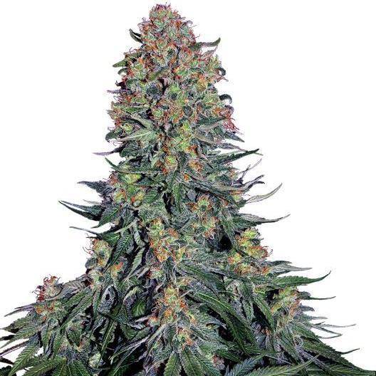 Blue Skunk Feminisiert