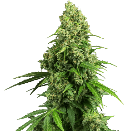 Honey Melon Kush Feminisiert