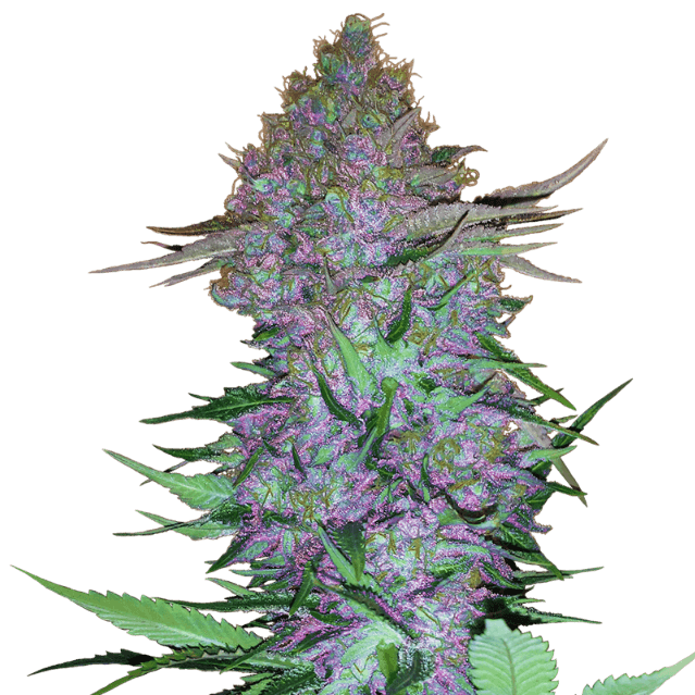 Purple Skunk Auto Feminisiert