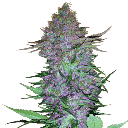 Purple Skunk Auto Feminisiert