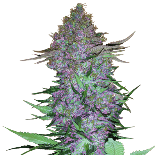 Purple Skunk Auto Feminisiert