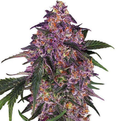 Sensi Purple Kush Feminisiert