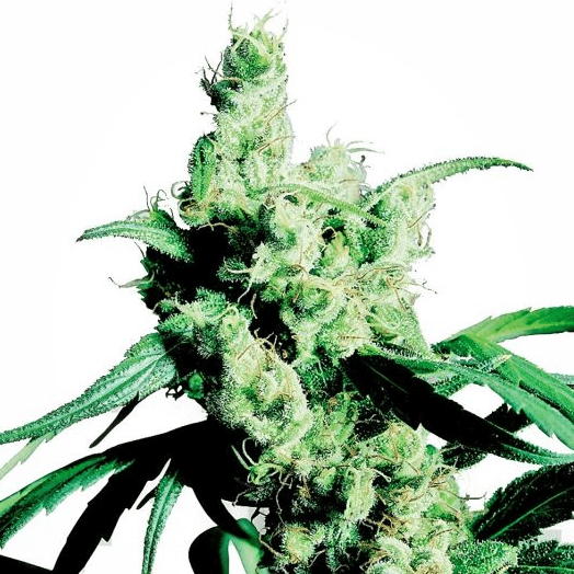 Silver Haze Feminisiert