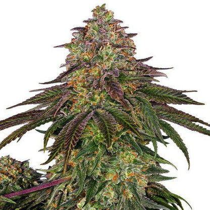 Sweet Cherry Kush Feminisiert